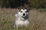 ALASKAN MALAMUTE 447